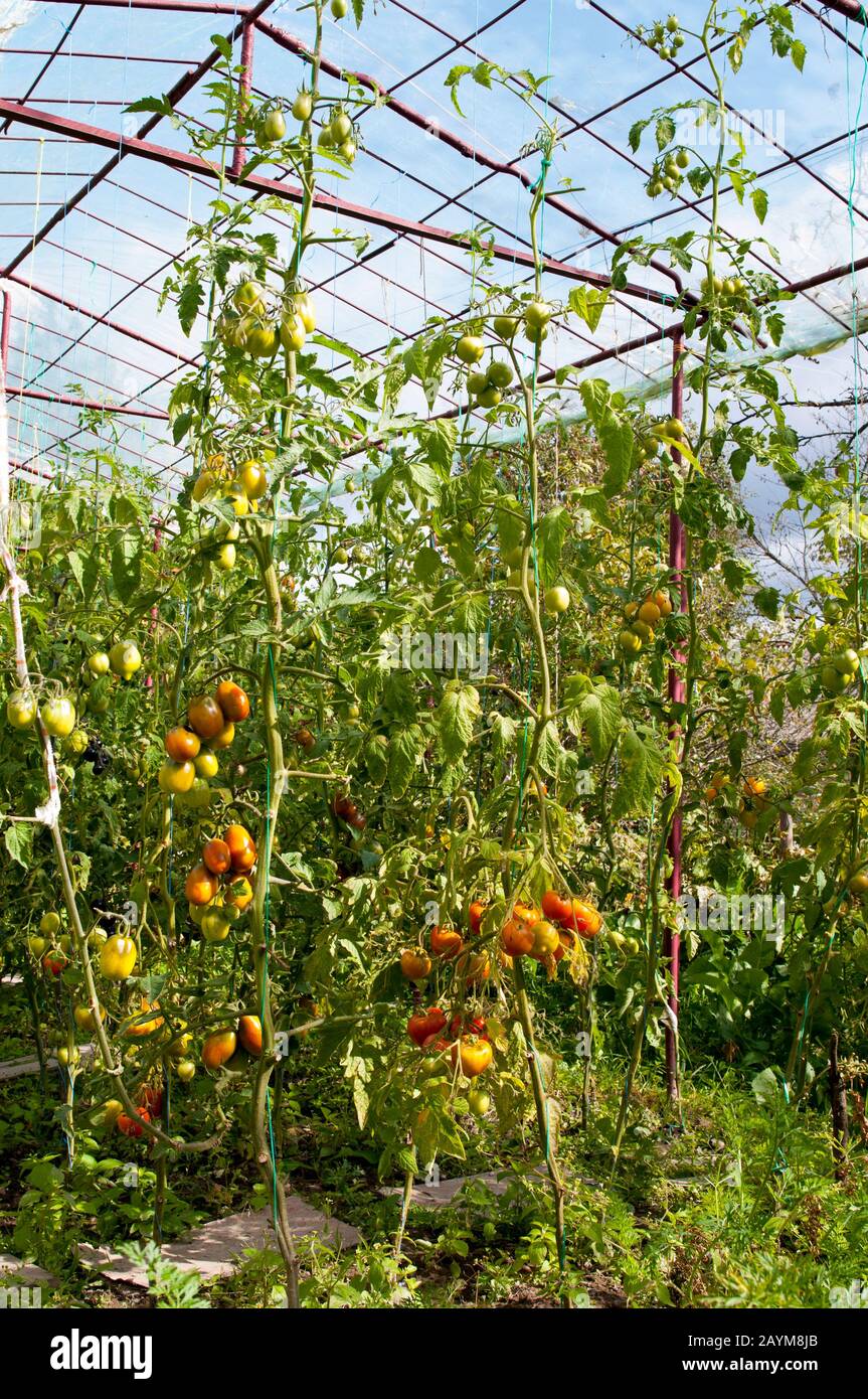 pomodori deliziosi e rossi naturali Foto Stock