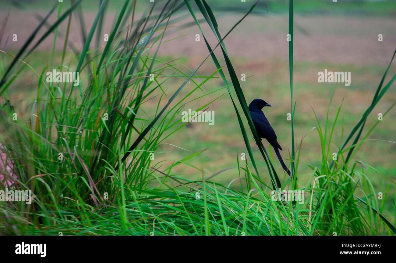 Un uccello è seduto da solo in attesa del suo compagno Foto Stock