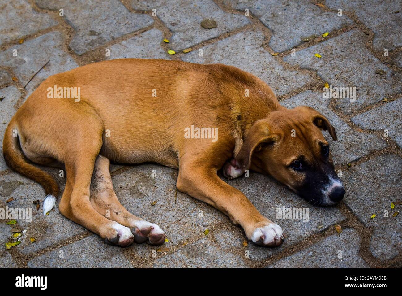 Un cane affamato dorme sul pavimento. Il suo molto affamato e in attesa di cibo. È stato affittato. L'umore e Le Emozioni del cane possono essere visti qui Foto Stock