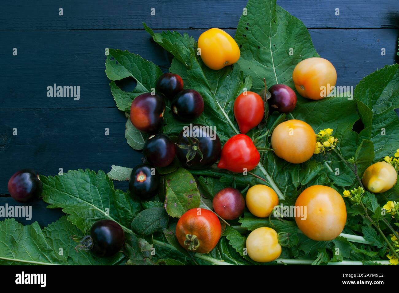 composizione con deliziosi pomodori rossi e neri maturi Foto Stock