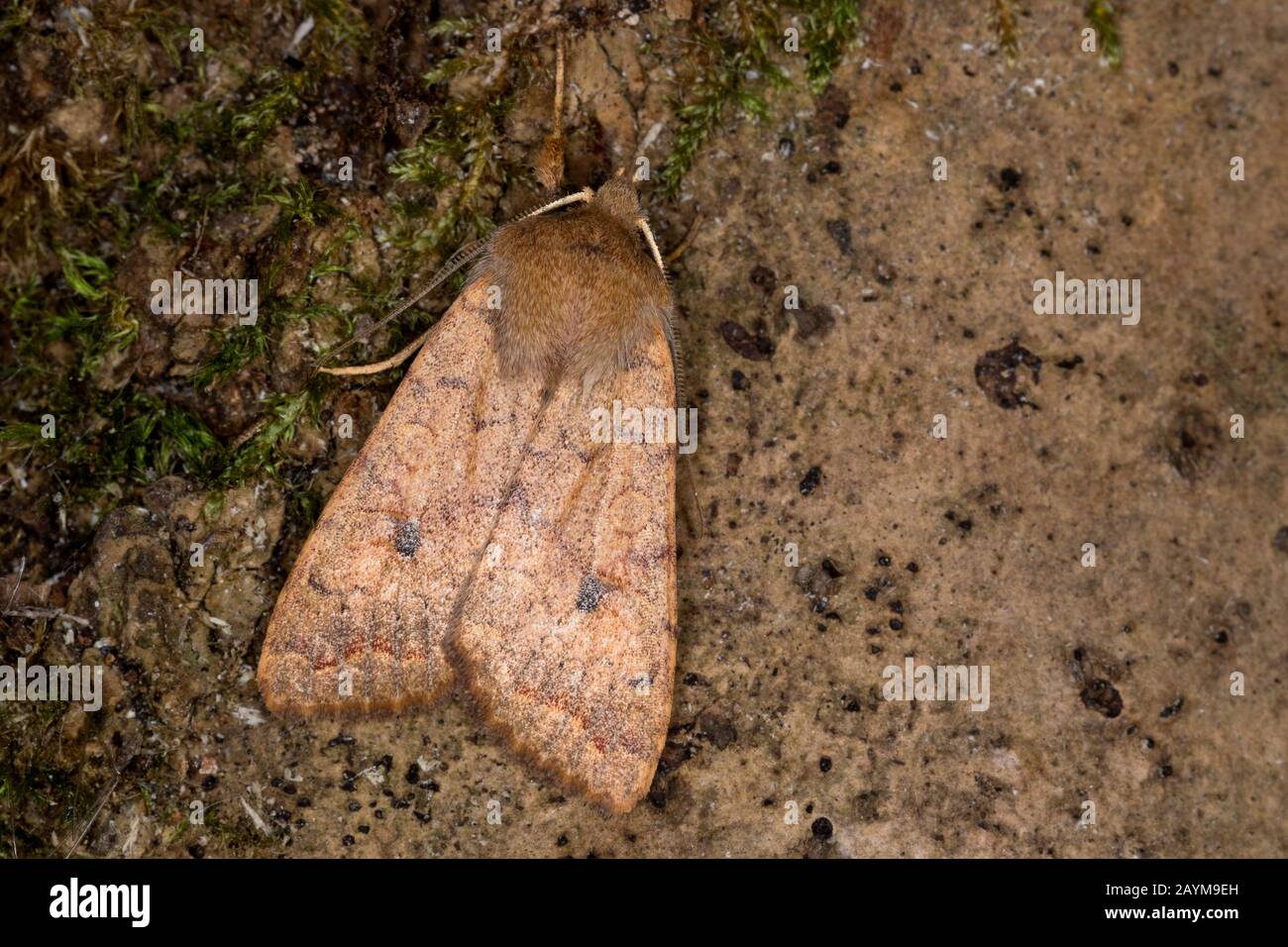 Brick (Sunira circellaris, Agrochola circellaris), imago, vista dall'alto, Germania Foto Stock