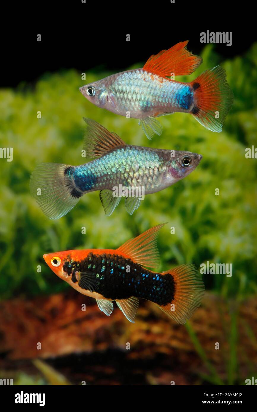 Pesce platyfish meridionale (Xiphophorus maculatus), forma di riproduzione Mix Highfin Foto Stock