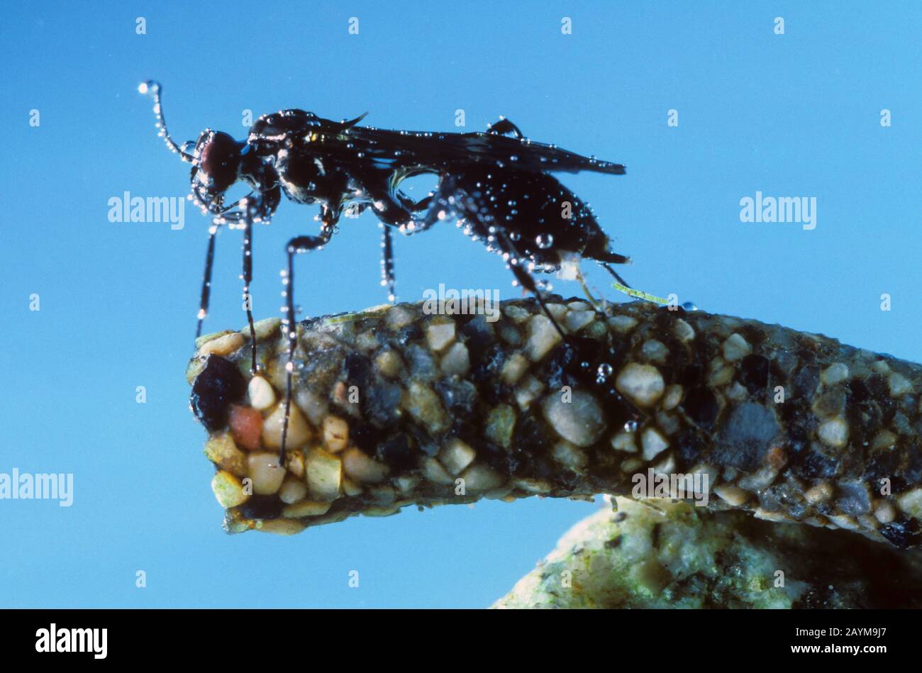 Koecherfliegen-Schluppwespe (Agriotypus armatus, Agriotypus abnormis), femmina sotto acqua che depone le uova nel caso di un caddlibly, Germania Foto Stock