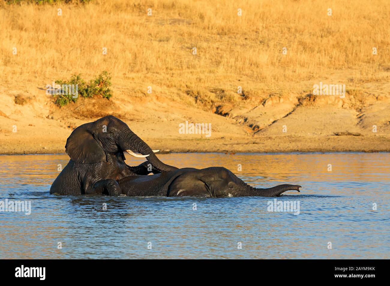 Elefanti africani (Loxodonta africana), due elefanti giocano in acqua, Sud Africa, Kwazulu-Natal, Mkhuze Game Reserve Foto Stock