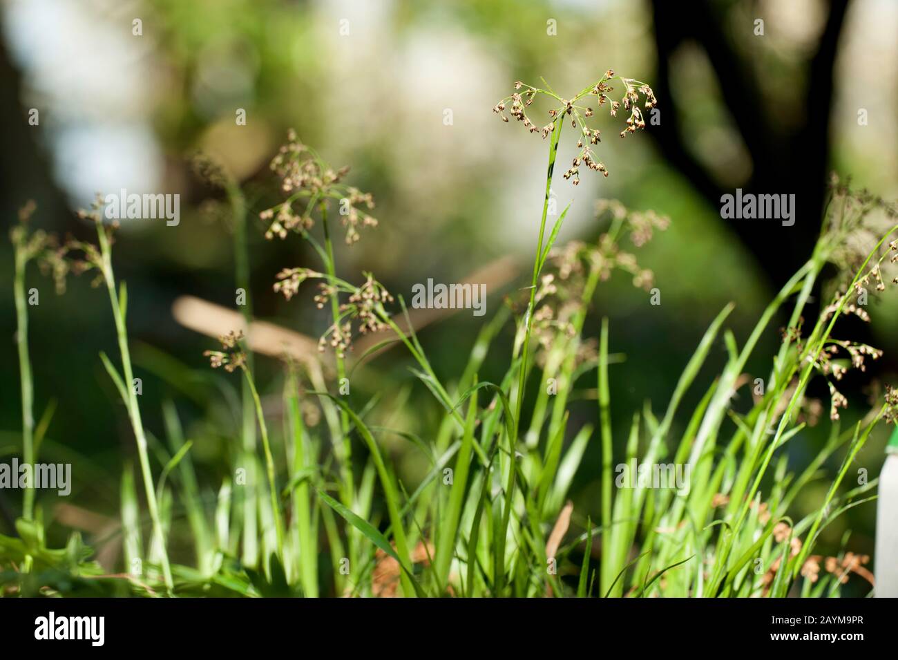 Grande bosco-rush (Luzula sylvatica), fioritura, Germania Foto Stock