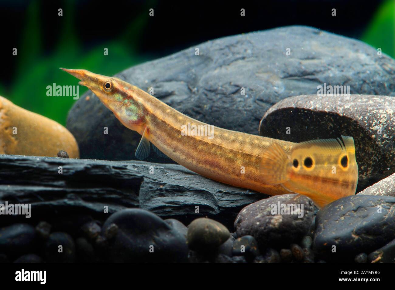 Peacock eel (Macrognathus siamensis), su pietre in acqua Foto Stock