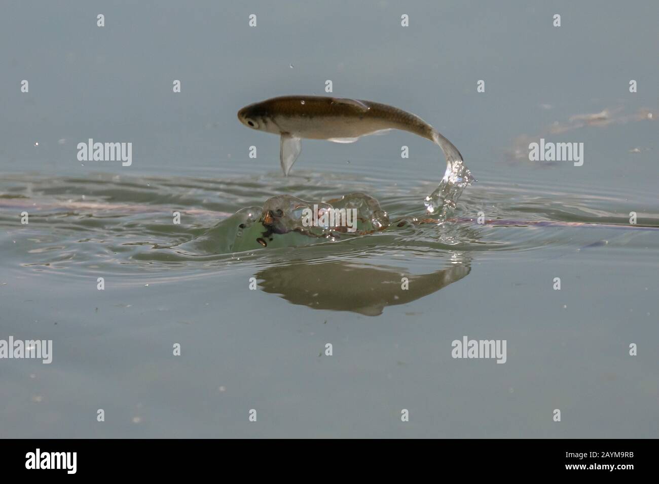 Tetro comune, tetro (Alburnus alburnus), salta fuori dall'acqua, Germania, Baviera, Niederbayern, Bassa Baviera Foto Stock
