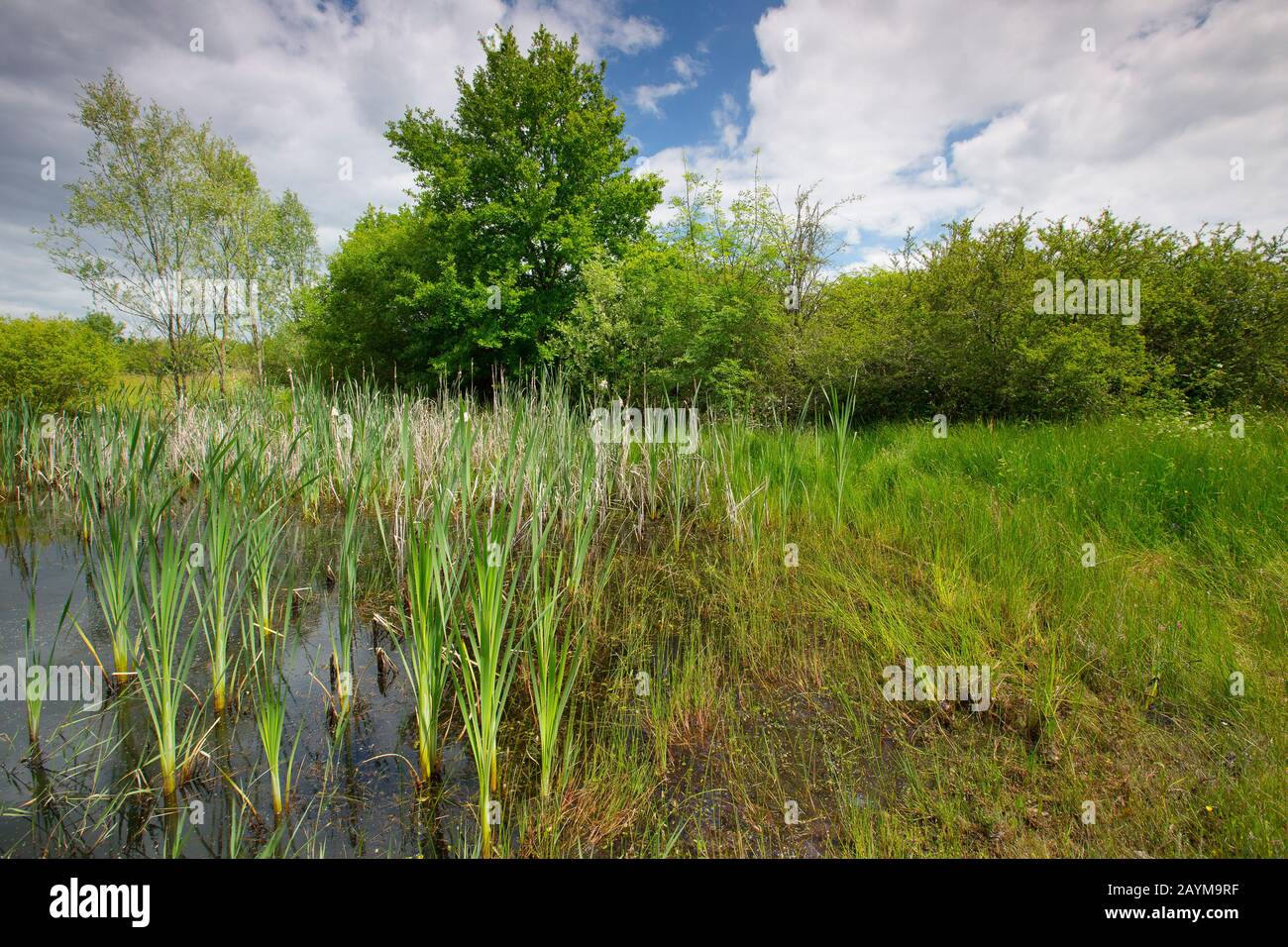 Zona Umida A La Brenne, Francia, Indre, La Brenne Foto Stock