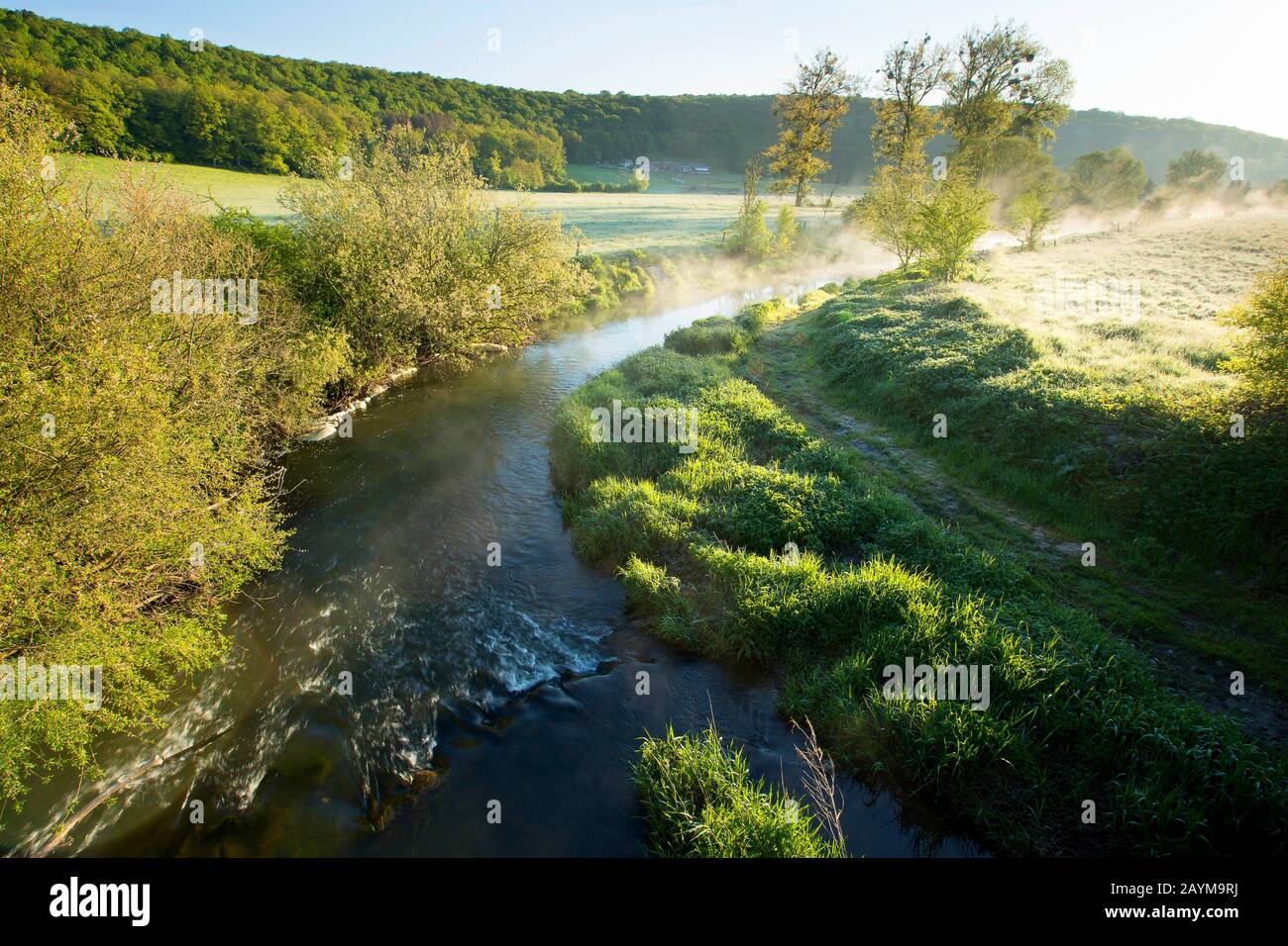 Eau Blanche fiume; progetto di ripristino Walphy all'alba, Belgio, Viroinvallei, Dourbes Foto Stock