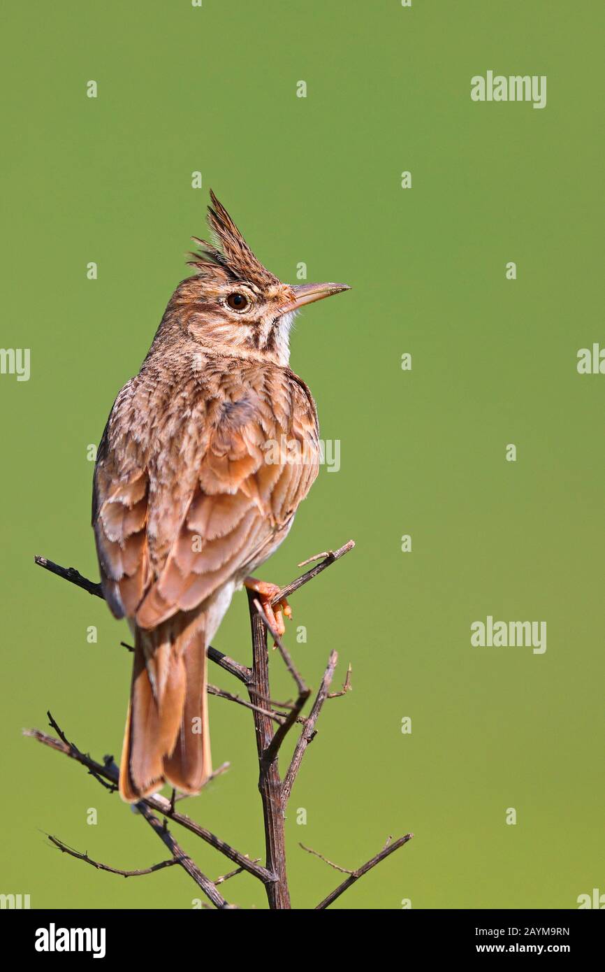 Lark Crested (Galerida cristata), perching su un cespuglio, vista posteriore, Grecia, Lago Kerkini Foto Stock