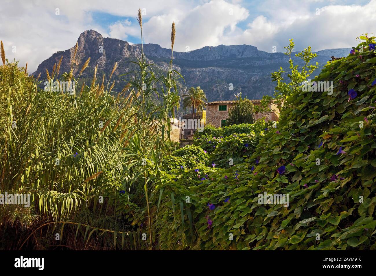 Canna gigante, canna da zucchero, canna da zucchero (Arundo donax), paesaggio con casa e vista su Serra de Tramuntana, Spagna, Isole Baleari, Maiorca, Soller Foto Stock