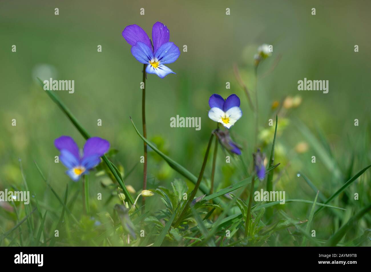 Heartsease, cuore di semplicità, delizia del cuore, Tickle-my-fancy, Wild pansy, Jack-jump-su-e-kiss-me venire-e-coccola-me, tre facce in una cappa, amore-nel-l'ozio (Viola tricolore), fioritura, Germania Foto Stock