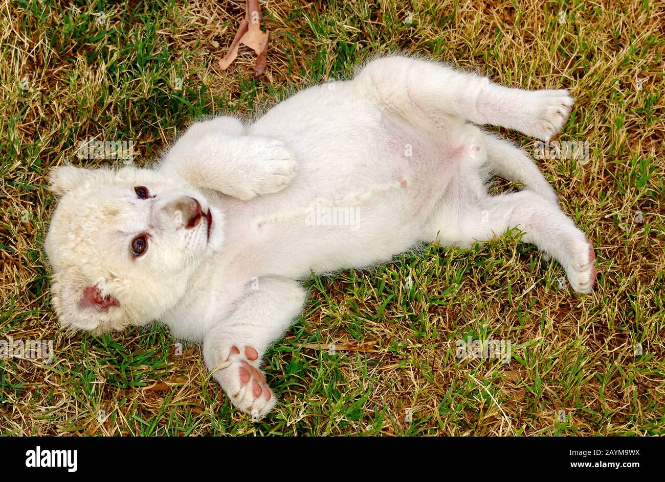 Leone (panthera leo), bambino leone bianco sdraiato sulla schiena, Sud Africa Foto Stock