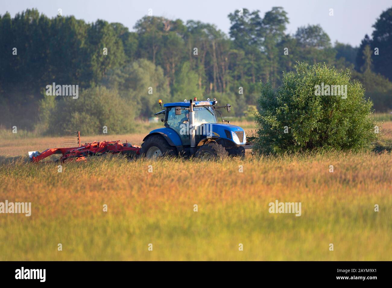 Falciatura di un prato, Belgio, Fiandre Orientali, Gent, Keuzemeersen Foto Stock