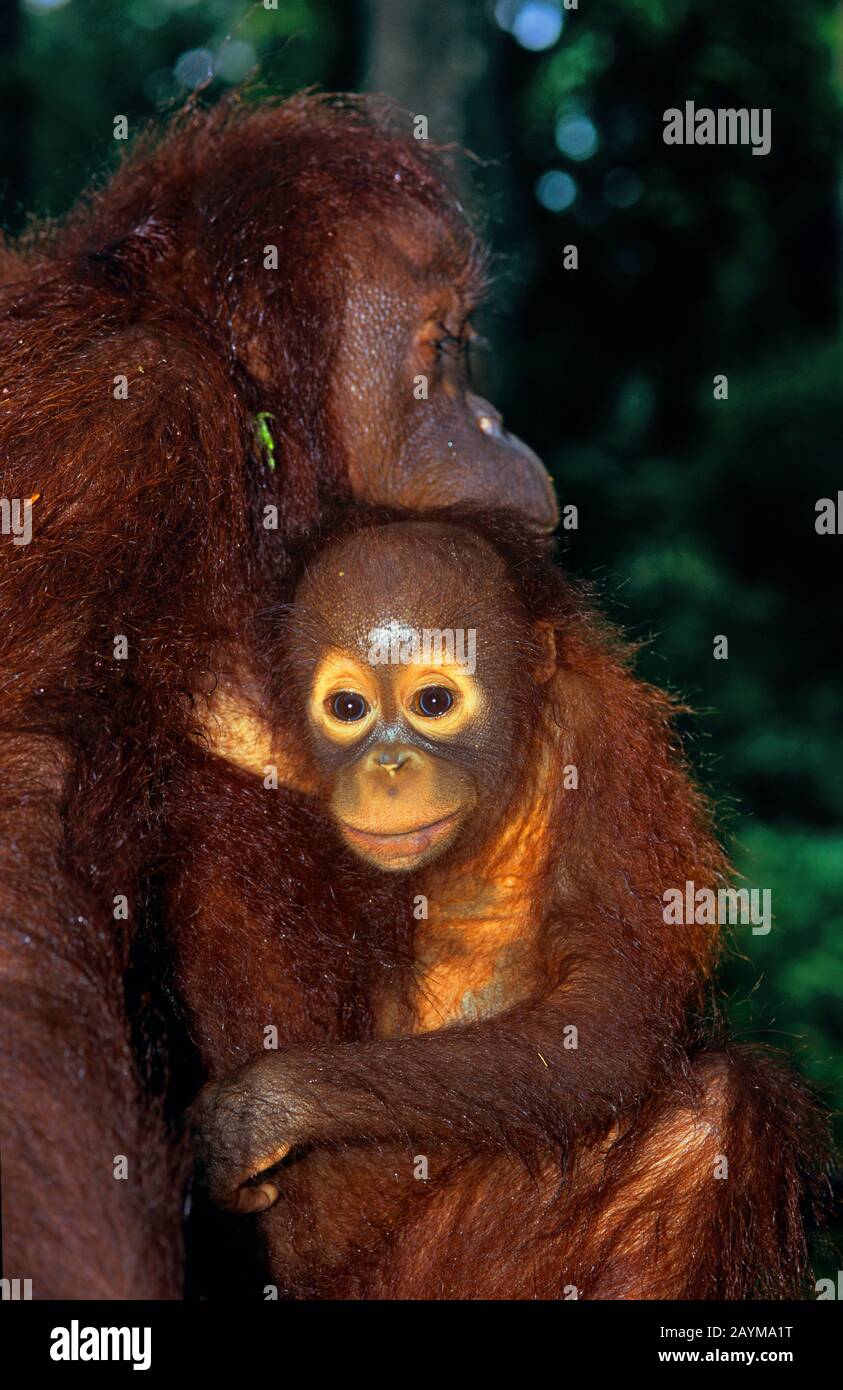 Borneo orangutan (Pongo pygmaeus pygmaeus), madre e giovane animale in una stazione di rilascio, ritratto a mezza lunghezza, Malesia, Borneo Foto Stock
