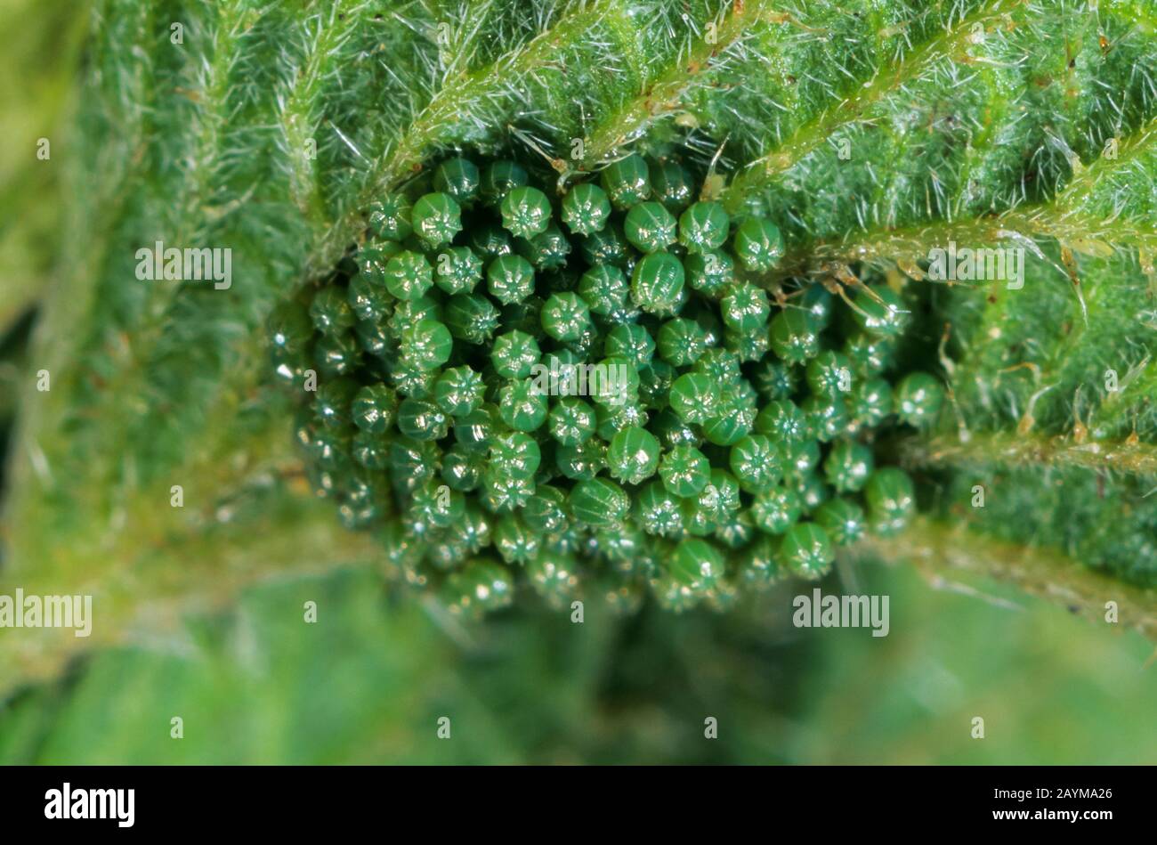 Piccole tortoiseshell (Aglais orticariae, Nymphalis orticae), uova su una foglia di ortica pungente, Germania Foto Stock