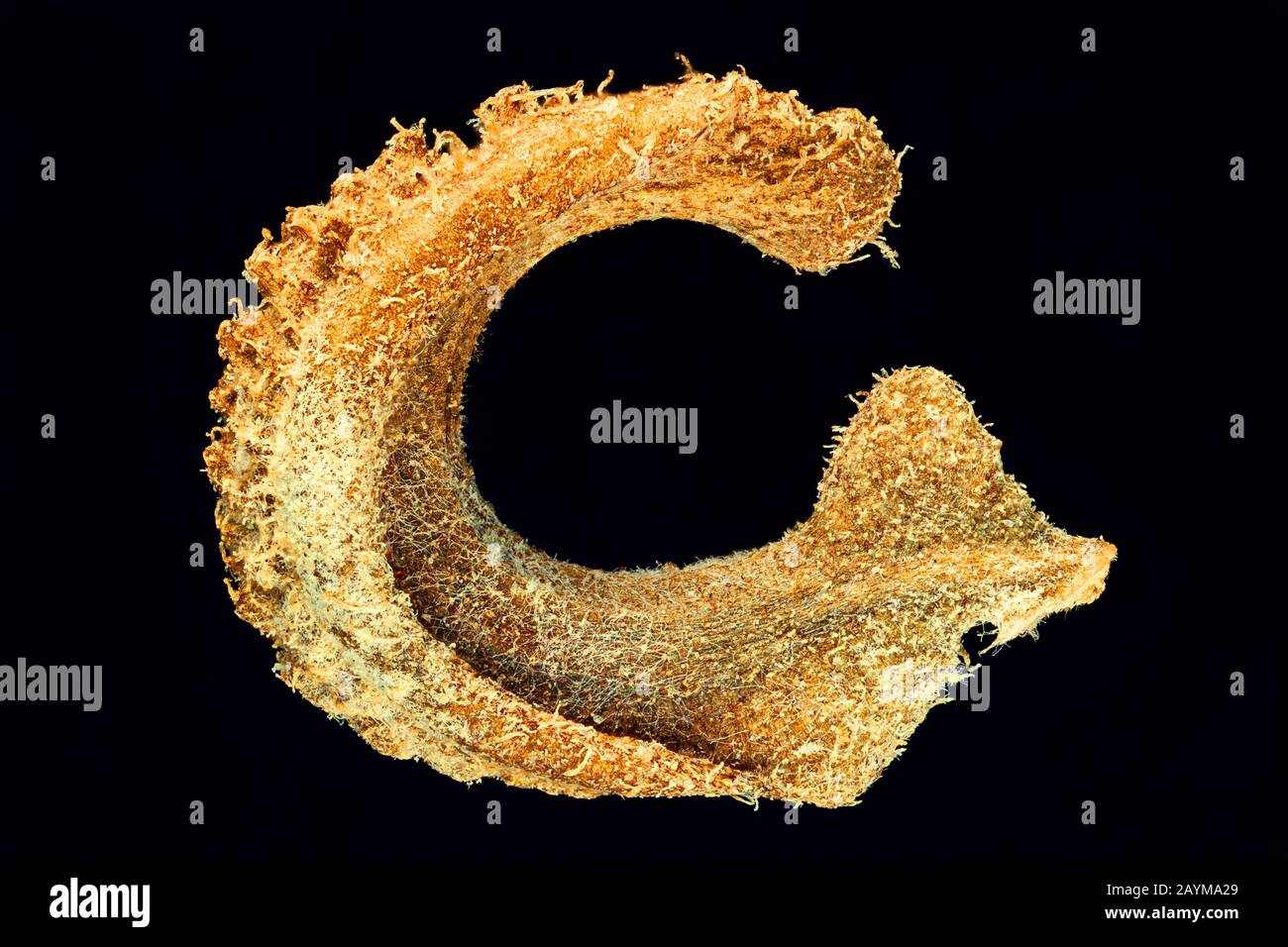 Marigold (Calendula officinalis), Teilfrucht, macro shot Foto Stock