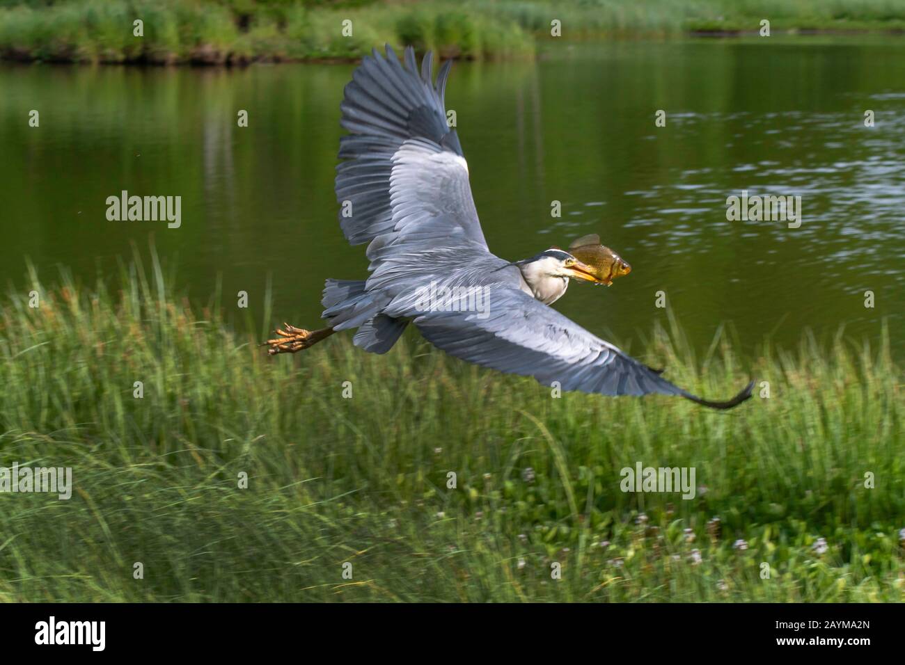 Airone grigio (Ardea cinerea), Crucian Carp, Norvegia, Troms Foto Stock