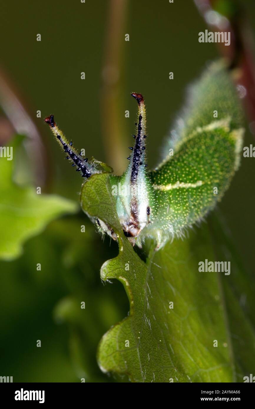 Imperatore Viola minore (Apatura ilia, Apatura barcina), caterpillar si nutre di tremante pioppo, Germania Foto Stock