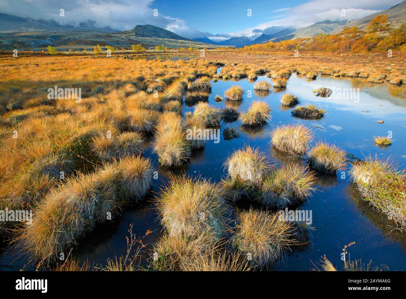 Tundra con , Norvegia, Oppdal, Parco Nazionale Rondane Foto Stock