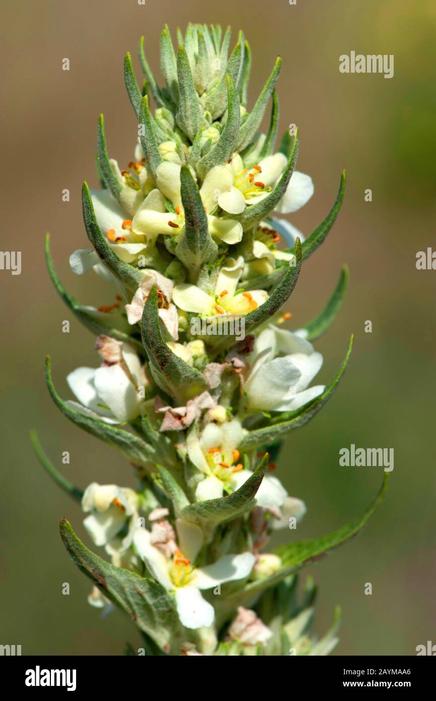 Mullein bianco, mullein scuro (Verbascum lychnitis), bianco in fiore, Germania Foto Stock