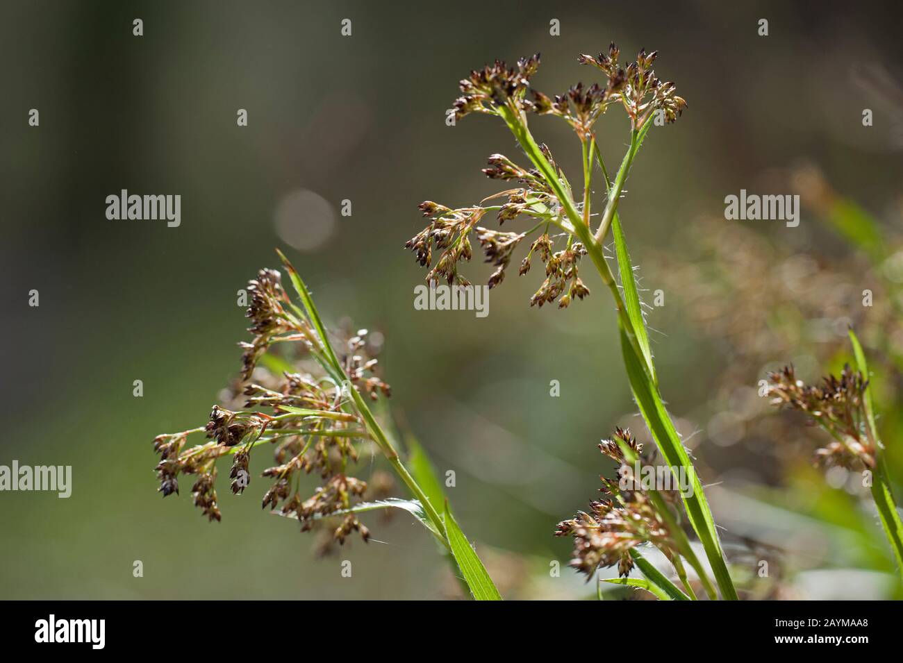 Grande bosco-rush (Luzula sylvatica), fioritura, Germania Foto Stock