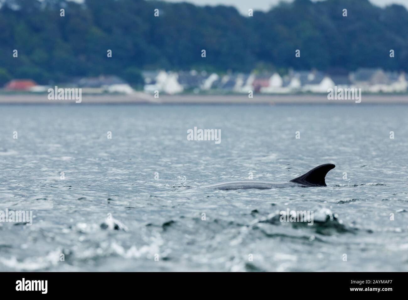 Delfino Bottlenosed, delfino comune imbottigliato (Tursiops truncatus), nuoto sulla superficie dell'acqua, vista laterale, Regno Unito, Scozia, Black Isle, Chanonry Point Foto Stock