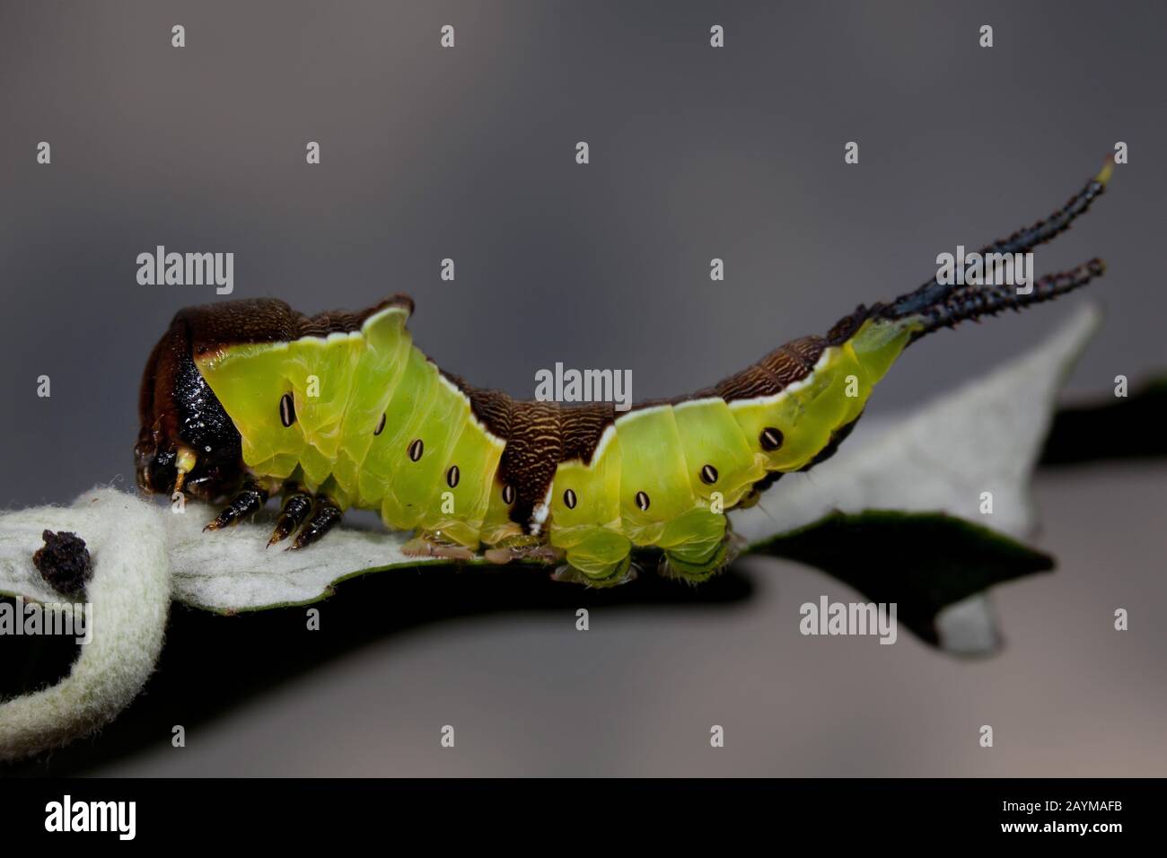Minore falena di gatto, felina (Cerura erminea), caterpillar su una foglia appassita, Germania Foto Stock