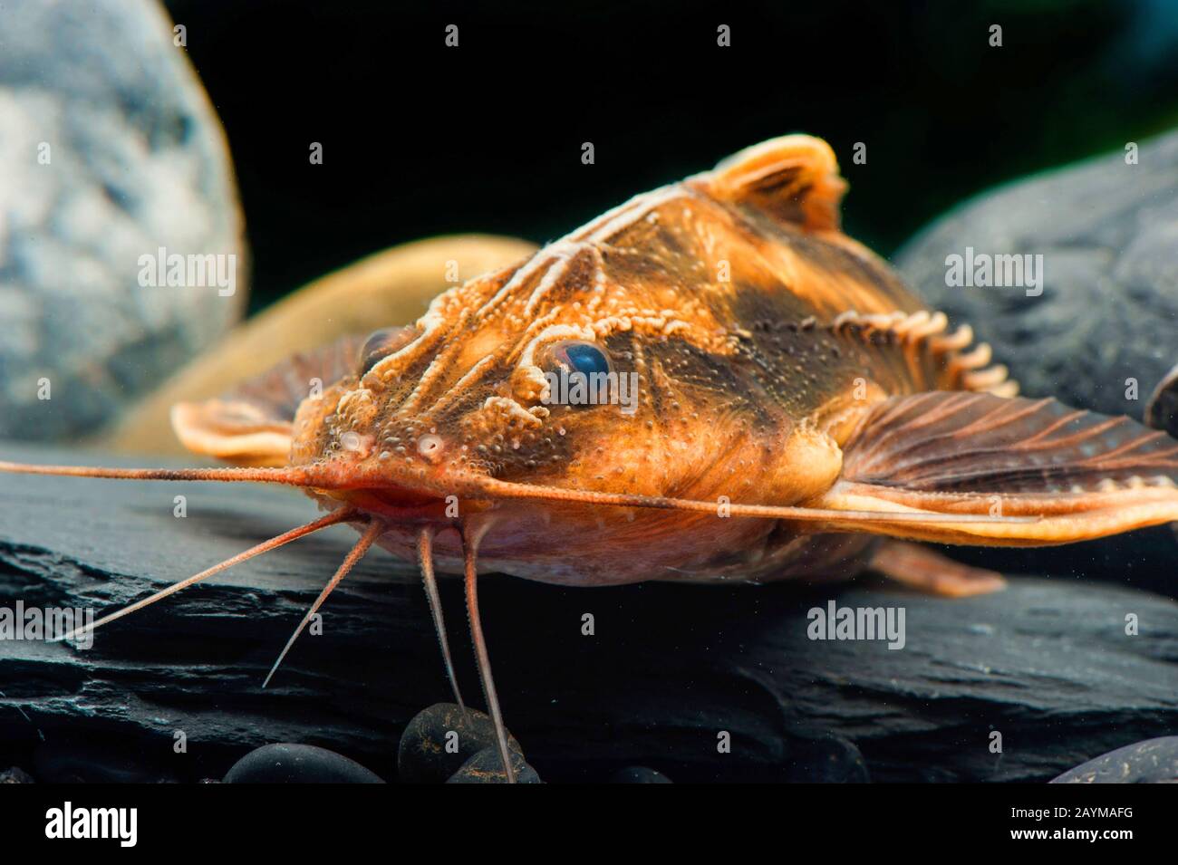 Raphael Catfish gigante (Megalodoras uranoscopus), ritratto Foto Stock