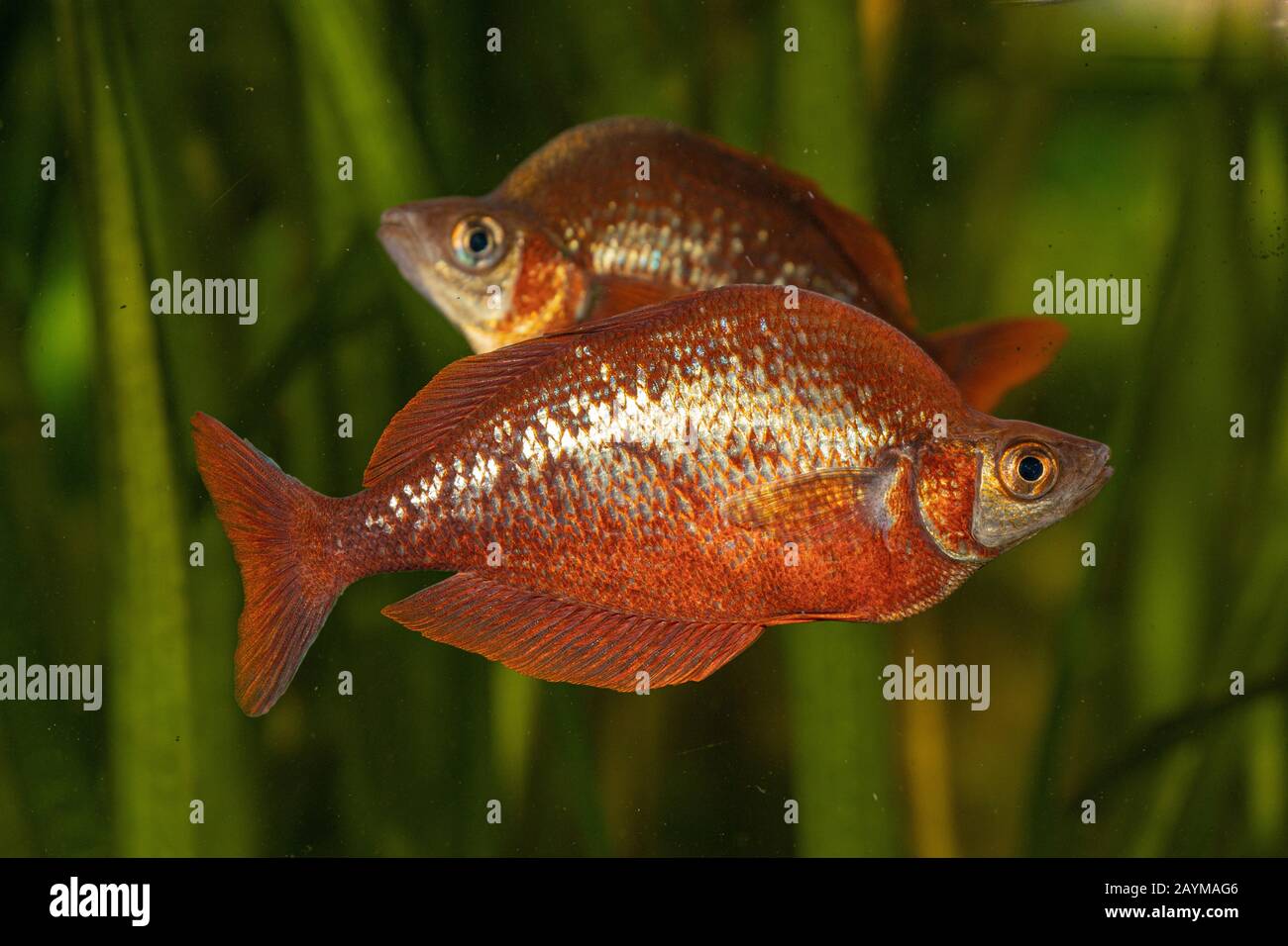 Pesce pioggia rosso, pesce pioggia rosso salmone-rosso, New Guinea Red Irian Rainbowfish (Glossolepis incisus), vista laterale Foto Stock