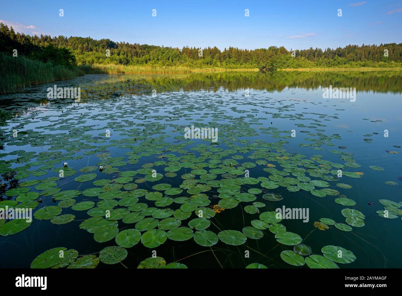 Giglio d'acqua bianco, giglio di stagno bianco (Ninfea alba), fronte mare con ninfee, Germania, Baviera, Chiemgau, Hartsee Foto Stock