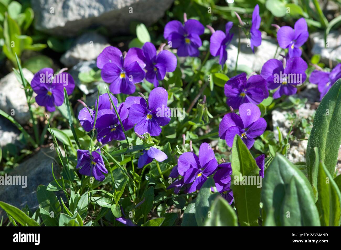 Viola svizzero (Viola calcarata), fioritura, Svizzera, Furkapass Foto Stock