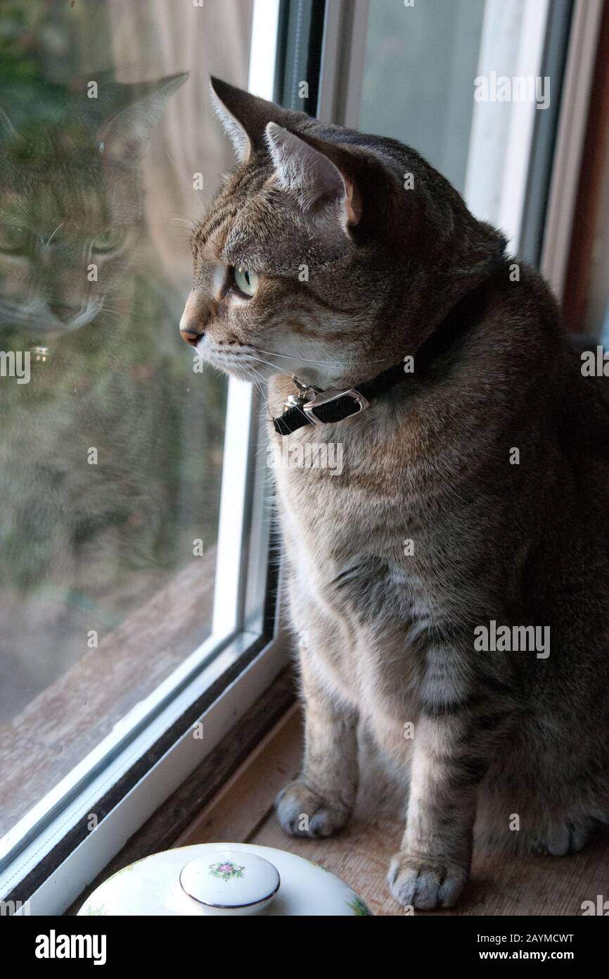 un gatto tabby che staring fuori da una finestra Foto Stock