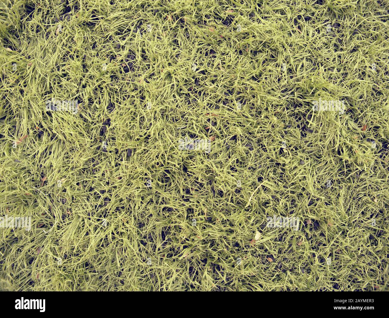 Dettaglio dell'erba sintetica usata per il campo da calcio con polpa  macinata gommosa Foto stock - Alamy