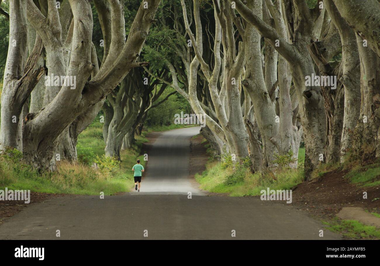 Jogger su strada di campagna delimitata da faggi, Dark Hedges, Bregagh Road, Armoy, County Antrim, N. Irlanda Foto Stock