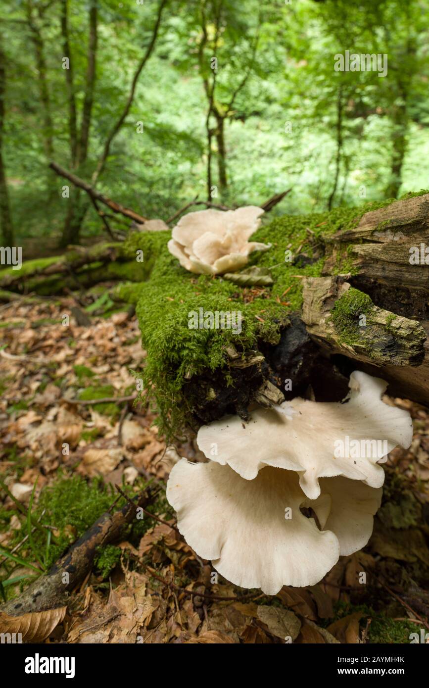 Funghi di ramificazione Oyster (Pleurotus cornucopiae) su un albero caduto. Foto Stock