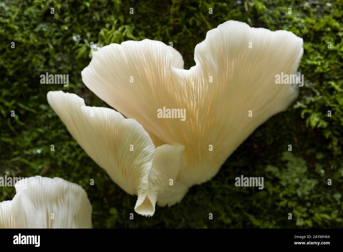Funghi di ramificazione Oyster (Pleurotus cornucopiae) su un albero caduto. Foto Stock
