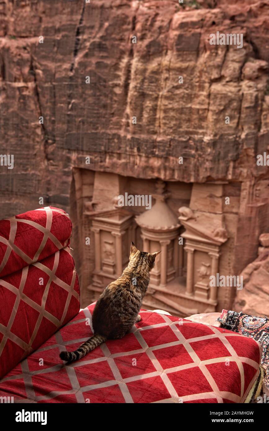 Petra, Giordania - 7 dic, 2018: Gatto giallo gatto bello seduto su una roccia e guardando al Khazneh o il Tesoro a Petra, Giordania. Foto Stock