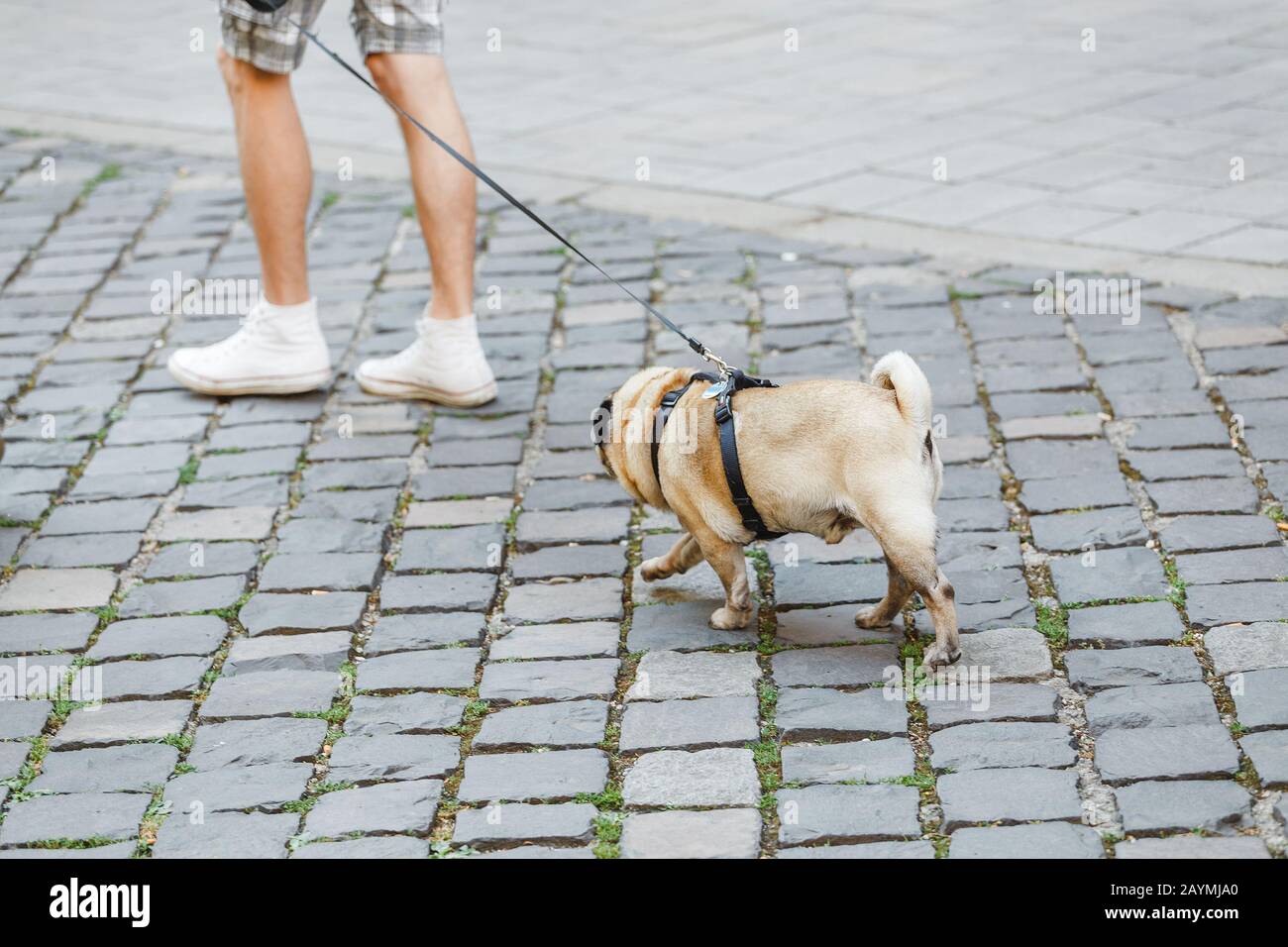 Uomo con un cane pug cammina lungo strada lastricata marciapiede Foto Stock