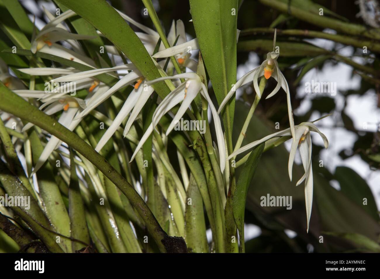 Orchidea bianca alla riserva privata Copalinga Lodge alle pendici orientali delle Ande a 1000 metri sul livello del mare in Ecuador. Foto Stock