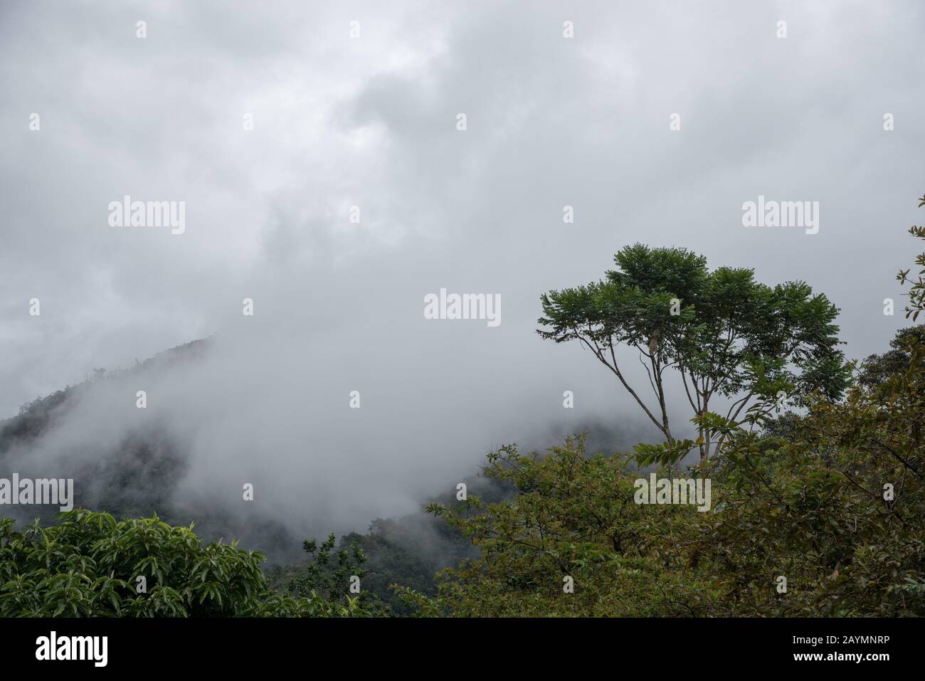 Foresta nella zona Bombuscaro in tropical Parco Nazionale Podocarpus nelle Ande a 1000 metri sopra il livello del mare in Ecuador. Primärer Regen Foto Stock