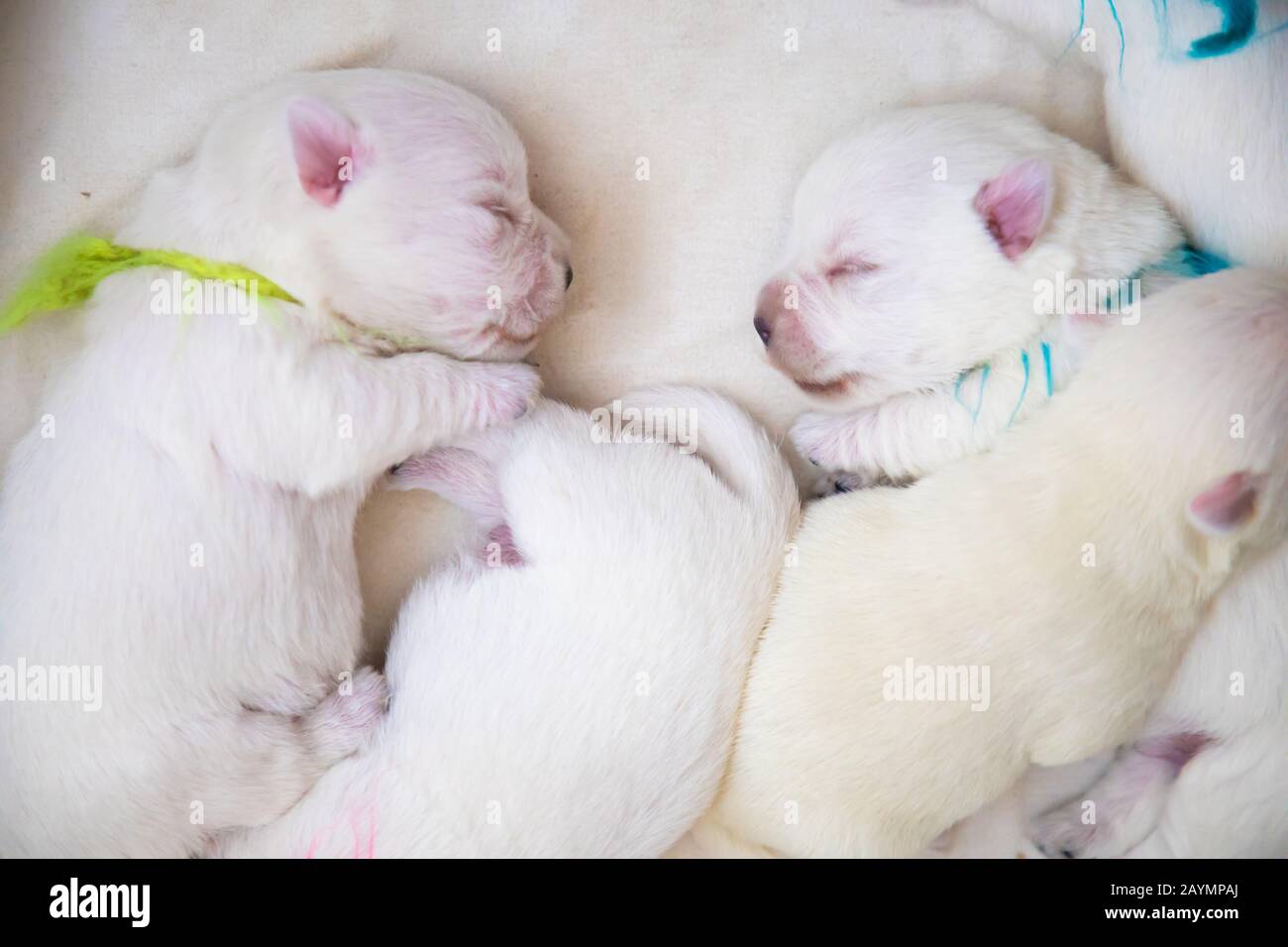 Cuccioli di pane neonato West Highland White Terrier o Westie dormendo accanto a vicenda nel loro cesto Foto Stock