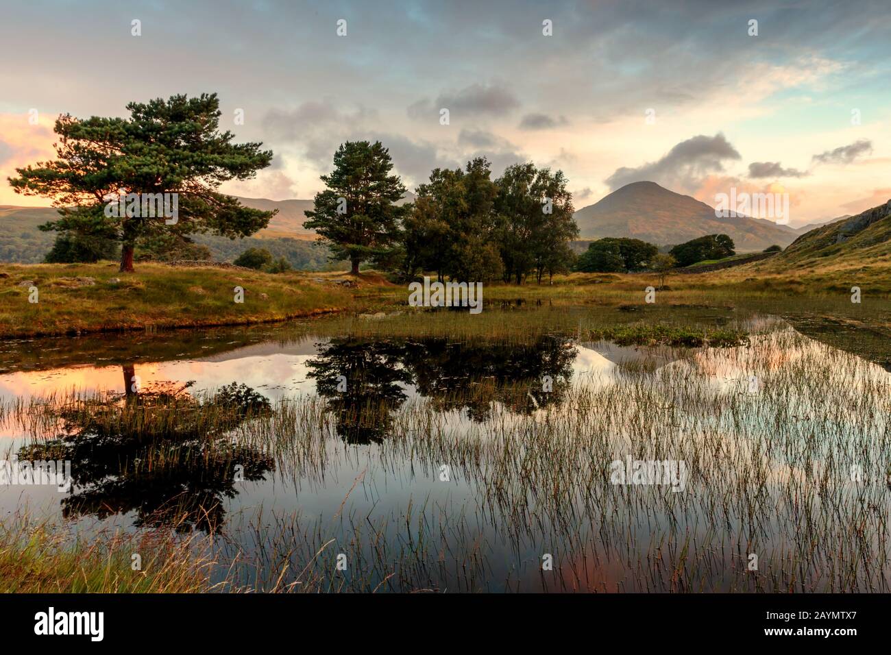 Una linea di alberi si riflette in Kelly Hall Tarn, Lake District, Cumbria, Inghilterra, Regno Unito Foto Stock