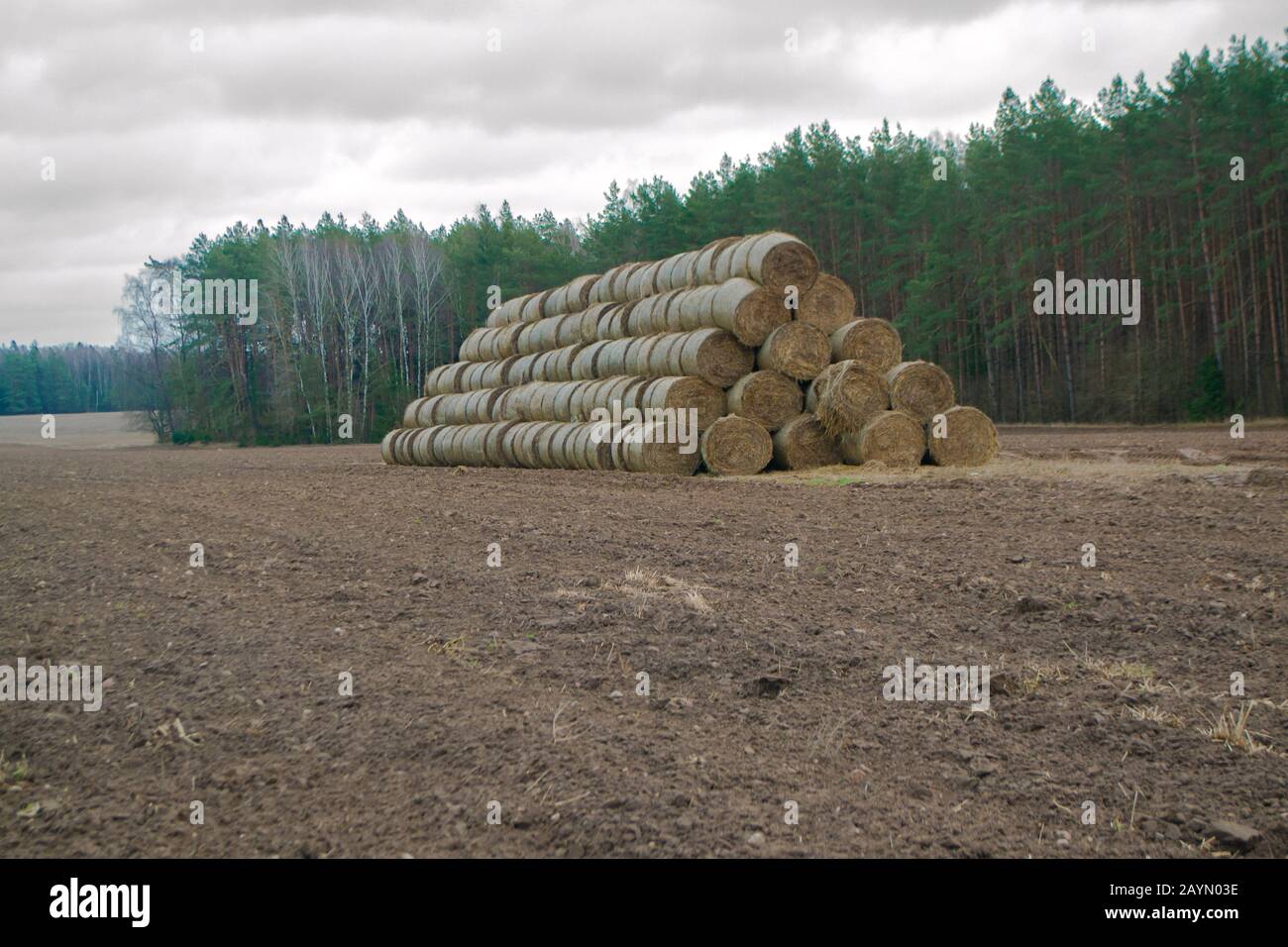 Una pila di balle di fieno erba nel campo invernale in Bielorussia Foto Stock