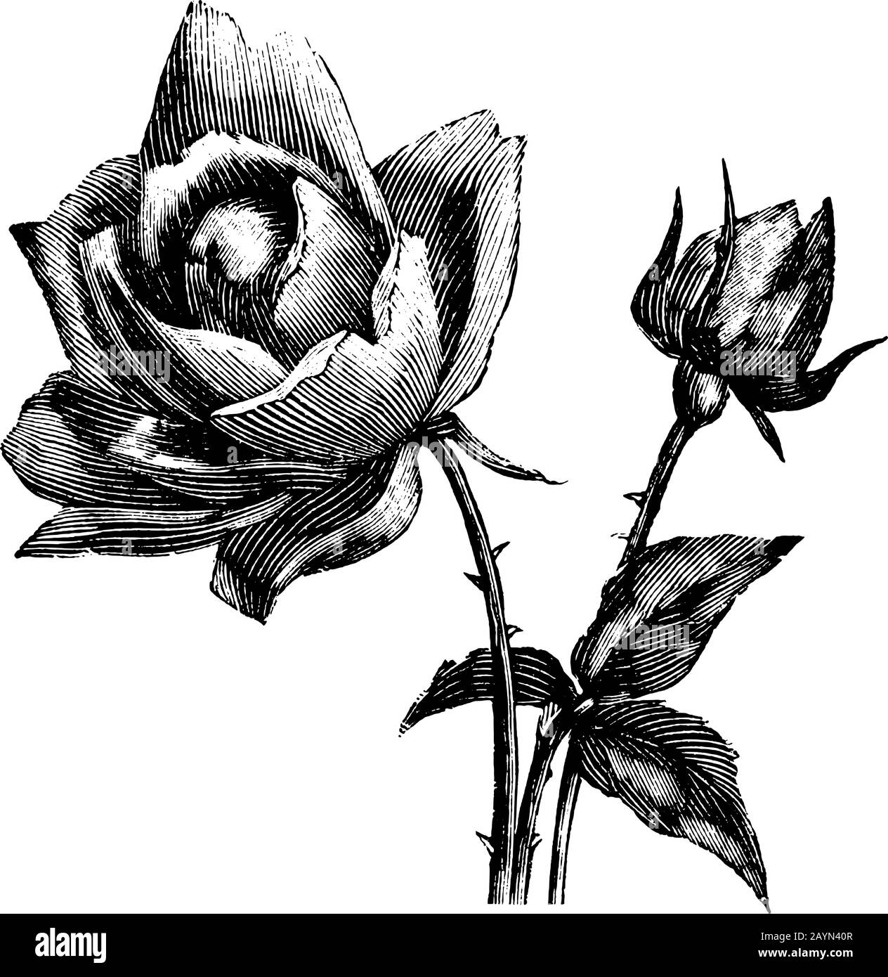 Antica linea d'arte vintage illustrazione, incisione o disegno a mano di bella rosa fiore. Illustrazione Vettoriale