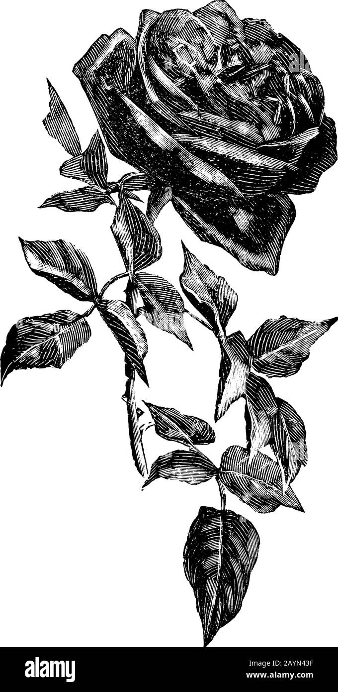 Antica linea d'arte vintage illustrazione, incisione o disegno a mano di bella rosa fiore. Illustrazione Vettoriale