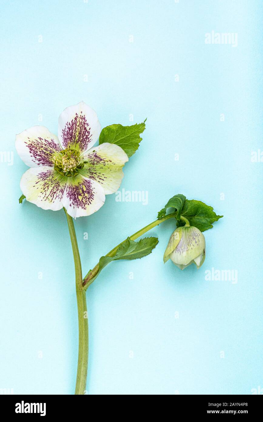 Helleborus ibridus, Lady Series, White Lady Spotted, Hellebore, Isolato su sfondo verde pastello. Foto Stock