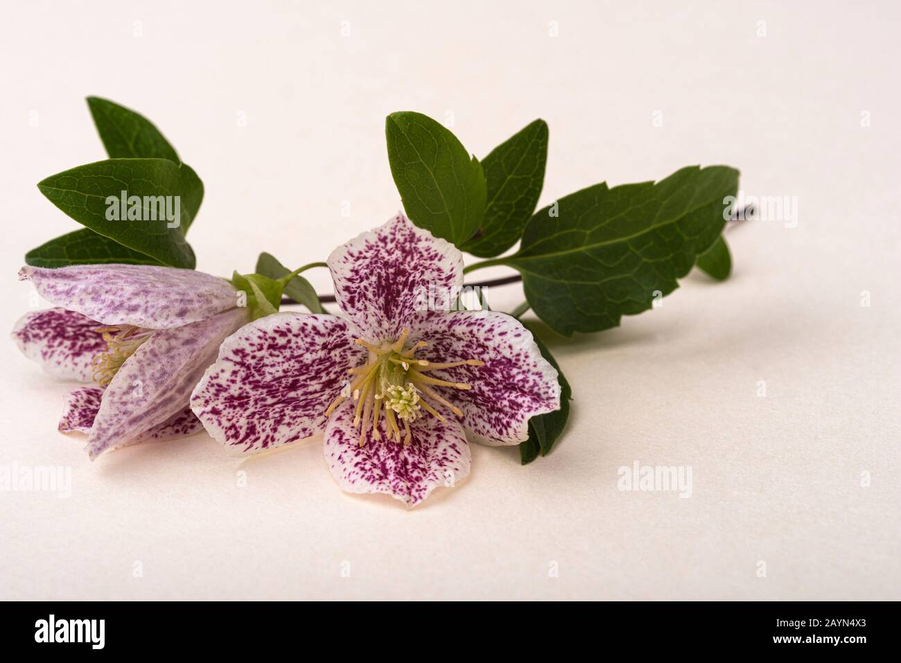 Clematis Cirrhosa Freckles, pianta da arrampicata in fiore d'inverno. Isolato su uno sfondo color crema pastello. Foto Stock