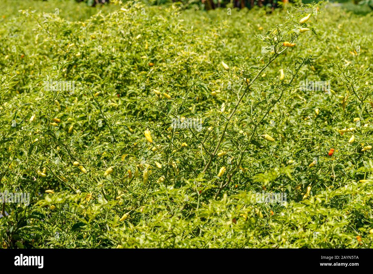 Un campo di piante piccanti di pepe. Paesaggio Rurale, Isola Di Bali, Indonesia Foto Stock