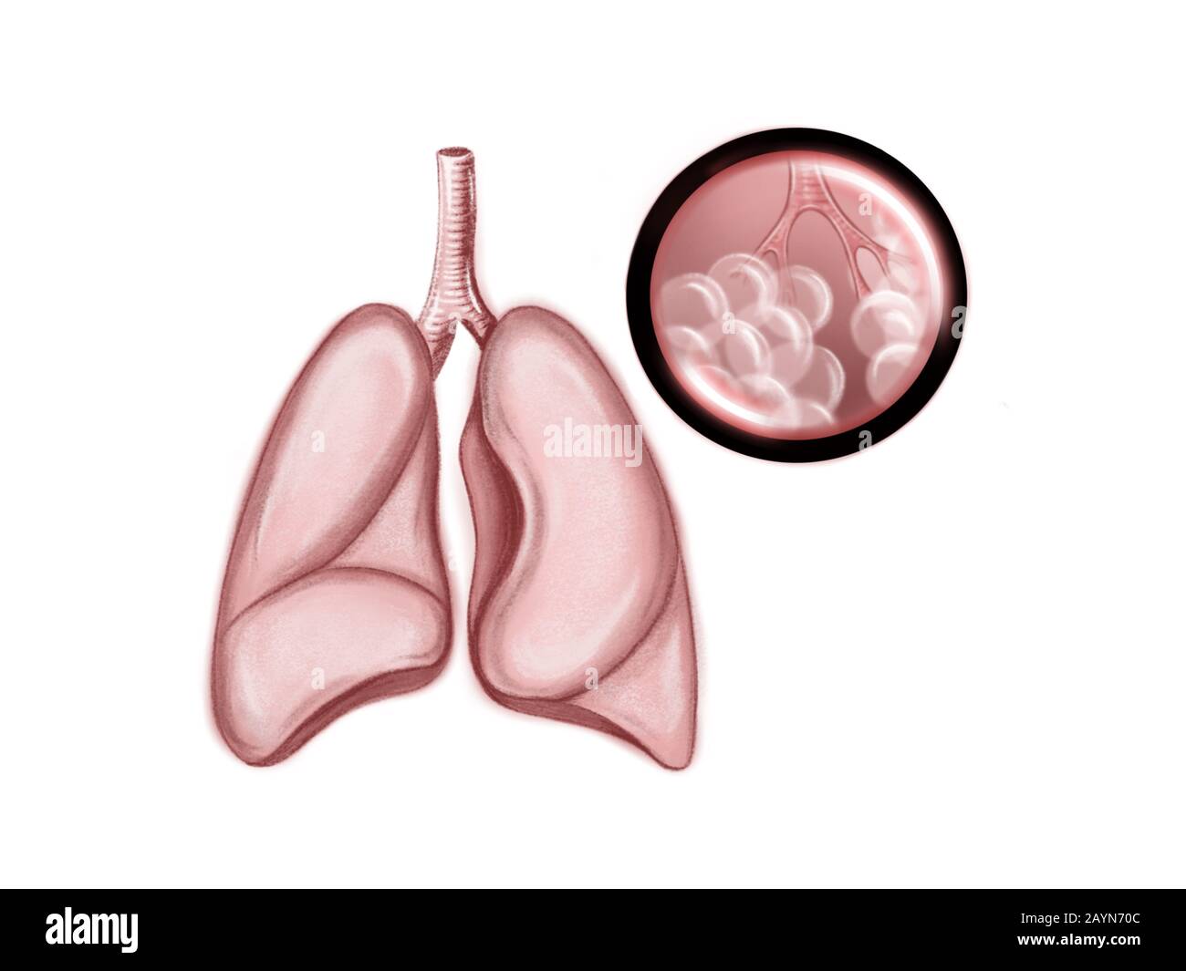 Illustrazione dei polmoni umani e del coronavirus Foto Stock
